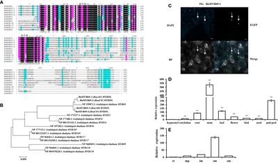 Downregulation of Brassica napus MYB69 (BnMYB69) increases biomass growth and disease susceptibility via remodeling phytohormone, chlorophyll, shikimate and lignin levels